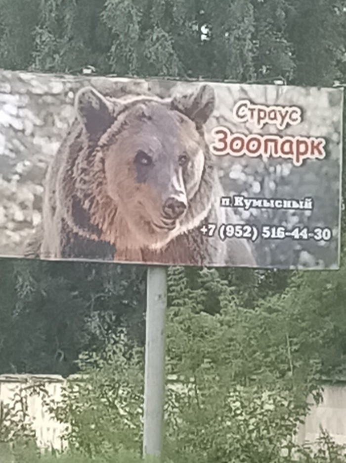 Страус из зоопарка