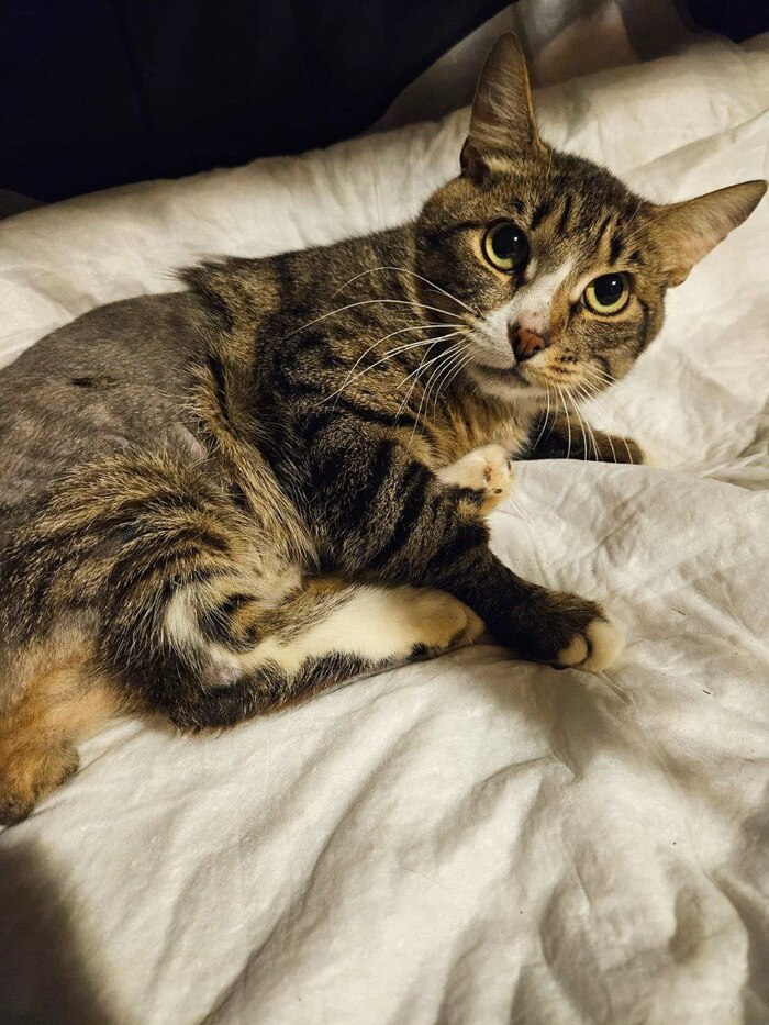 Мишлен и его боевое настроение!