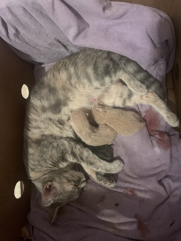 Наша Шеда сегодня родил котят, пока 3 но кто знает, живот ещё вроде бы есть. Измучилась конечно.. прошлые роды ушла за день из дома, смогли найти только через месяц. Сейчас трекер на неё нацепил, но не понадобился.