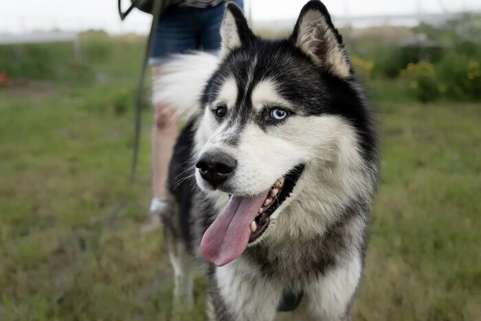 Москва и МО.Харизматичный хаски по имени Борис ищет своего человека! Передержка, Приют, В добрые руки, Потеряшка, Без рейтинга, Сибирский хаски, Длиннопост, Собака