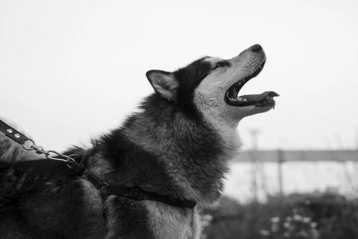 Москва и МО.Харизматичный хаски по имени Борис ищет своего человека! Передержка, Приют, В добрые руки, Потеряшка, Без рейтинга, Сибирский хаски, Длиннопост, Собака