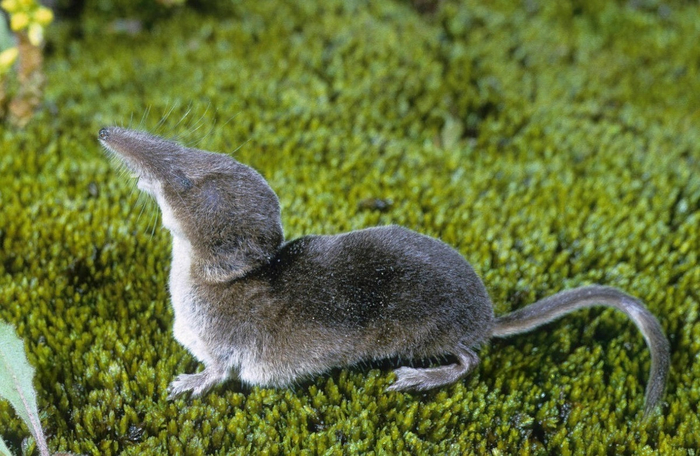 Сейчас модно смотреть видео в ускорении 2х, а бурозубки живут в ускорении 500х уже многие миллионы лет!