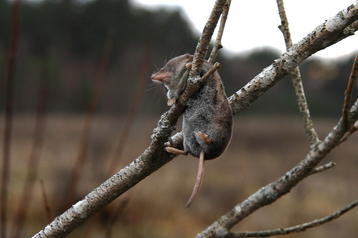 Это со стороны буразубка кажется пухленькой. На деле в ней нет ни грамма лишнего жира!