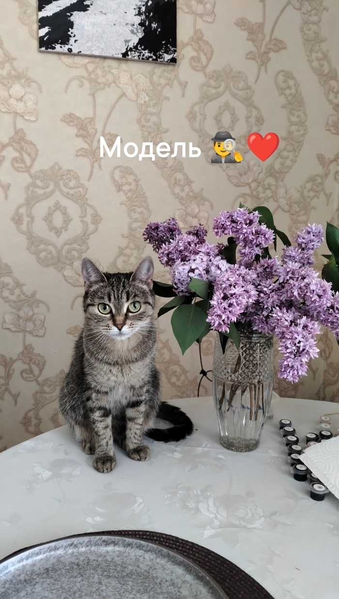 Кошки самые красивые существа