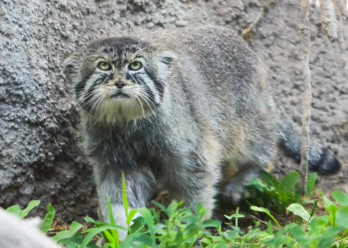 Петенка в зоопарке Хогл в Юте, 2023 г.