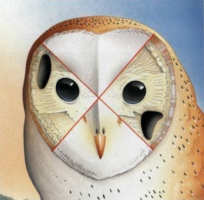 Возможно вас удивит, но уши большинства сов расположены вот так.