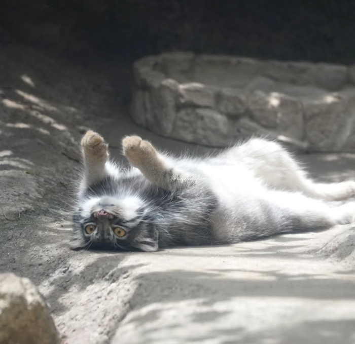 Понедельник – день тяжёлый...