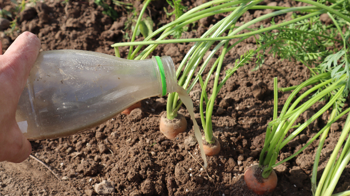 Последняя подкормка моркови в  августе, для крупных, сладких корнеплодов с высокой лежкостью