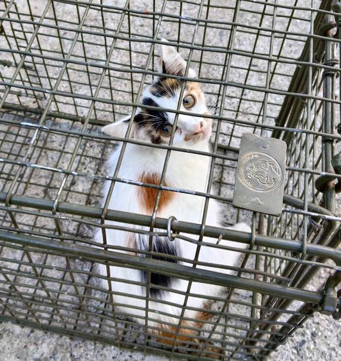 Необычный котёнок Ума ищет дом!