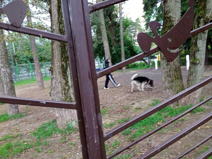 Помогите найти старых или новых хозяев! Собака, Без рейтинга, Москва, Потеряшка, Длиннопост