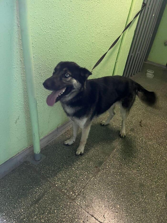 Помогите найти старых или новых хозяев! Собака, Без рейтинга, Москва, Потеряшка, Длиннопост