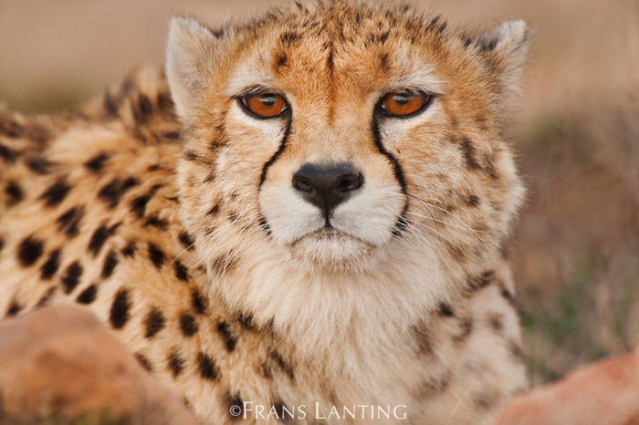!!!! ,   , Furry male, , , ,  , 
