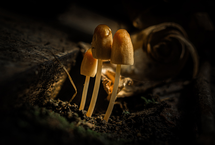  , ,  , Pentax, Zenitar,  , , , , 