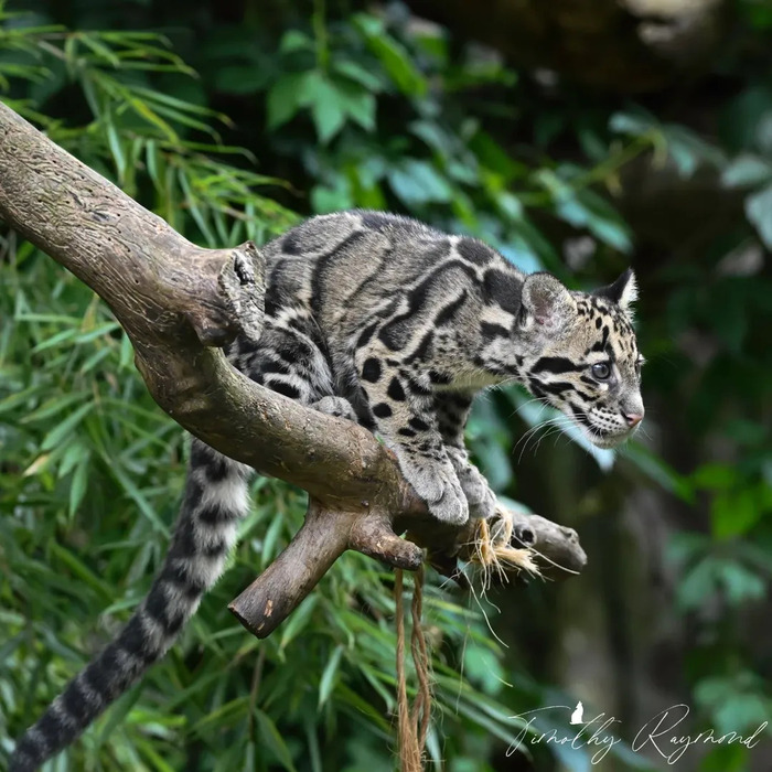 Высматривает