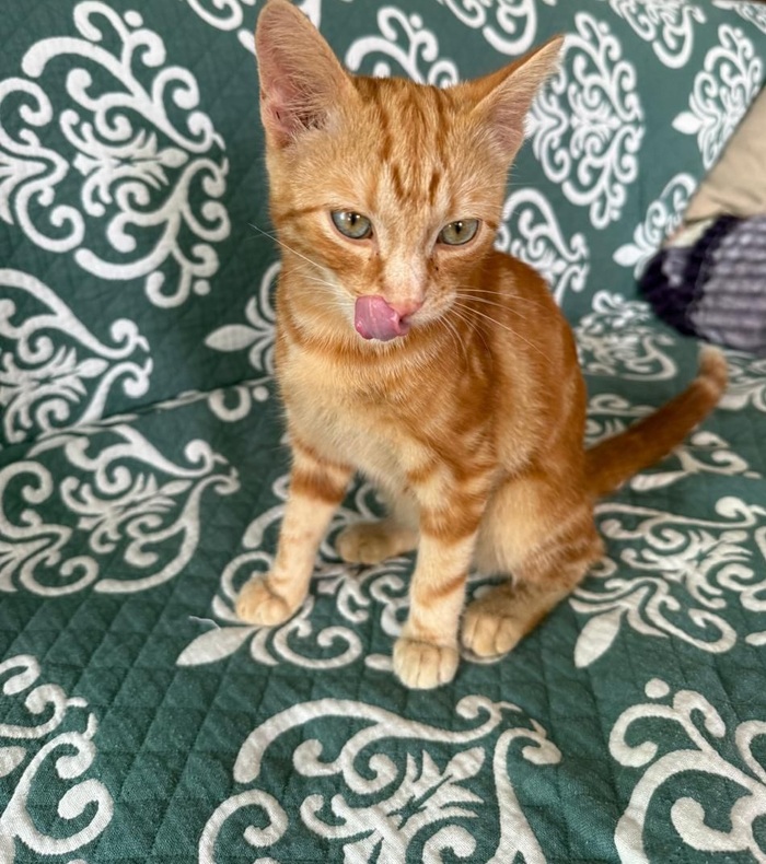        , ,   , ,  ,  , ,  , , , 