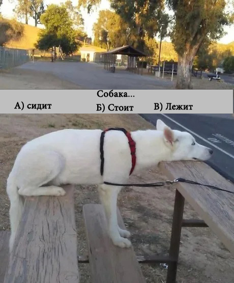 Суперпозиция собаки