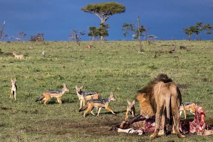В ожидании крошек с царского стола
