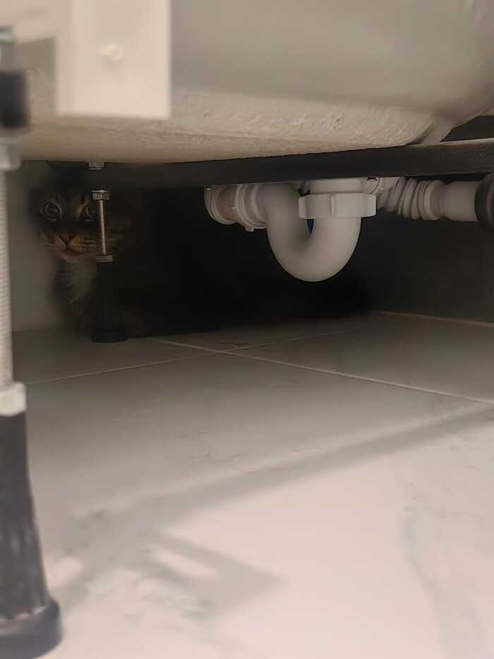 Обнаружена кото-единица в укрытии. Визуальный контакт отсутствует, но наличие подтверждено хвостом/глазами/шуршанием