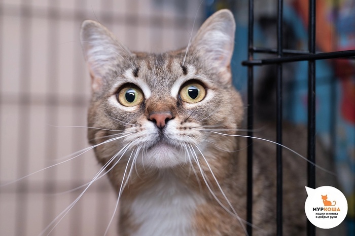 Кошка Кусьяна – 2 года, домашняя.