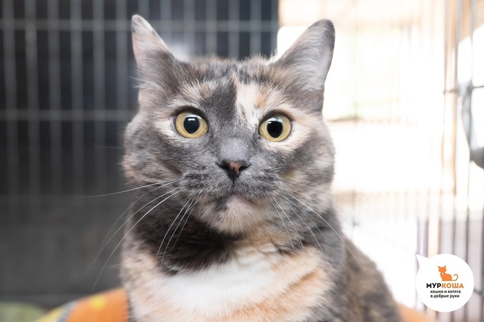 Кошка Космея – 4 года, найдена на улице. Диагностирован ВЛК. Пристраивается единственной кошечкой или в семью с кошками-носителями ВЛК. Обращаем внимание, что ВЛК не опасен для человека и животных других видов и не передаётся им.