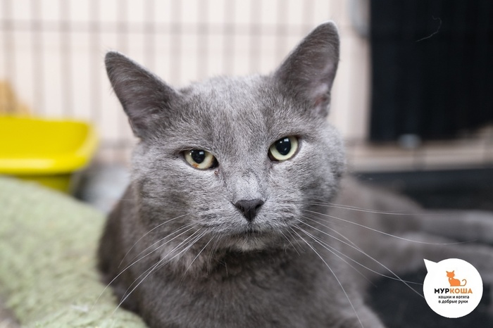 Кот Мономах – 7 лет, найден в электричке, в хозяйственной сумке. Диагностирован ВИК.Пристраивается единственным котиком или в семью с кошками-носителями ВИК. Обращаем внимание, что ВИК не опасен для человека и животных других видов и не передается им.