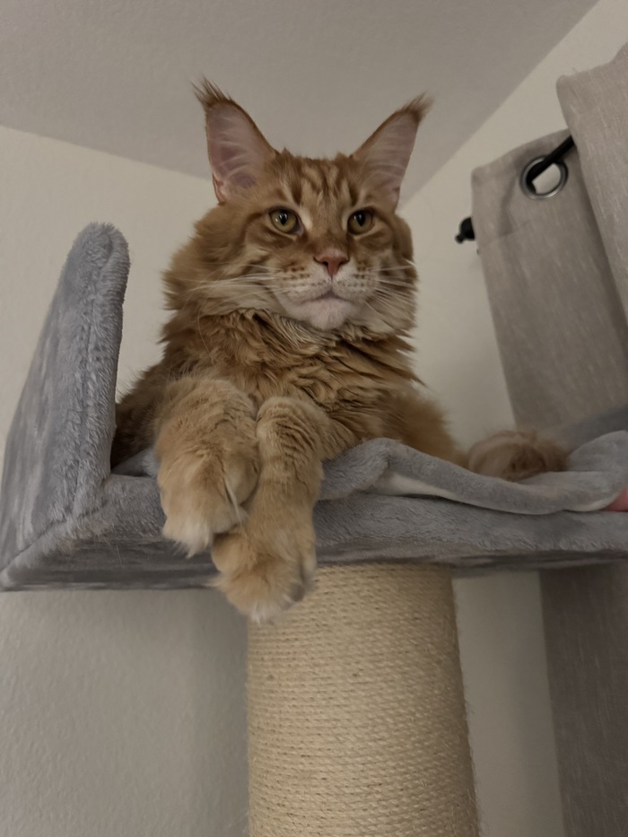 ���������. ��������� ������