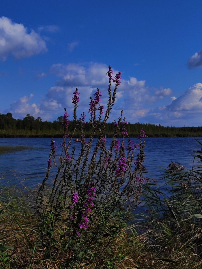 Прогулка Фотография, Лето, Озеро, Длиннопост