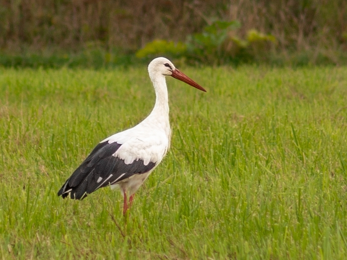  Pentax, , ,  , , , , Sigma 70-300,  