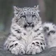 Аватар пользователя le0nid888
