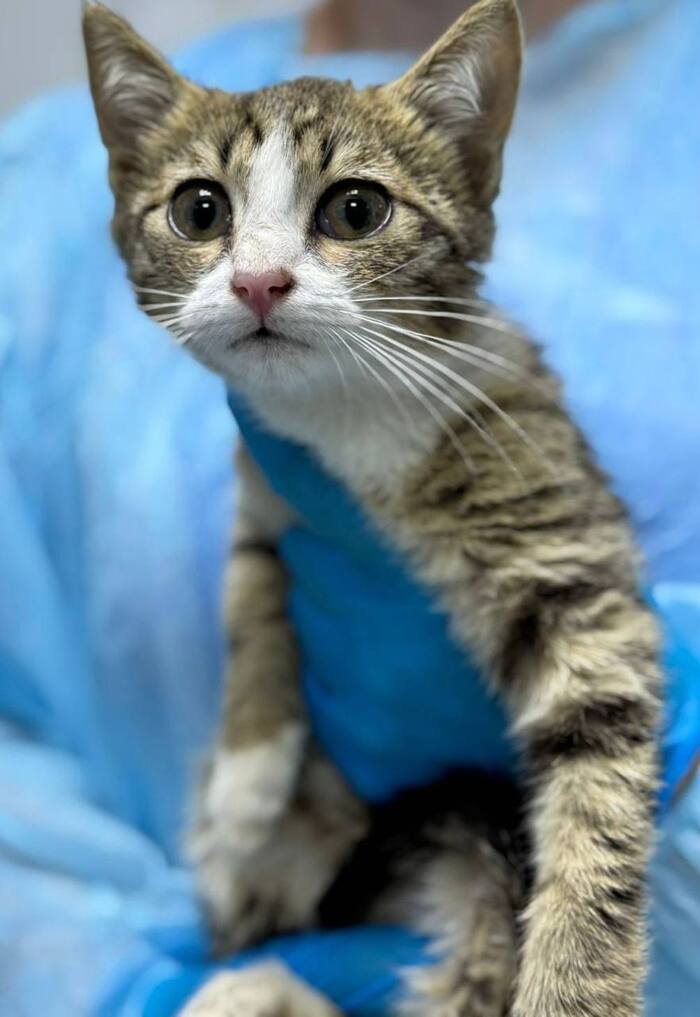 Котёнок Сулейман срочно ищет дом!