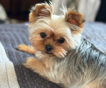 ���������, ����-����