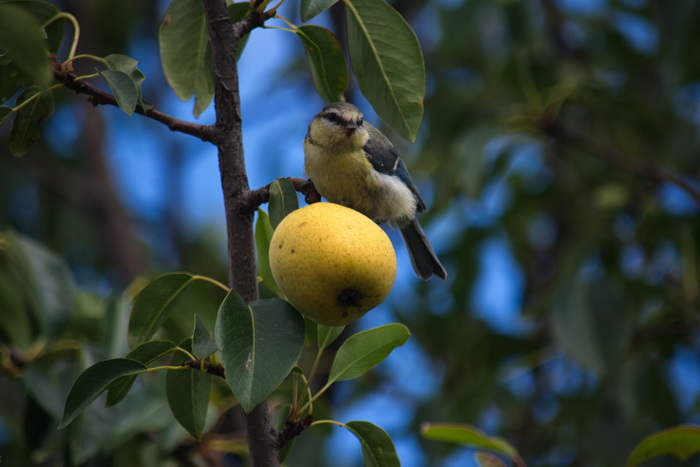  , , , Nikon d7100,  