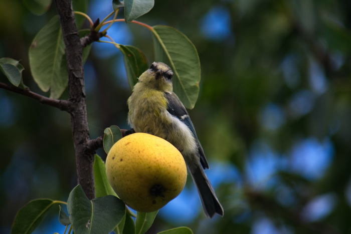  , , , Nikon d7100,  