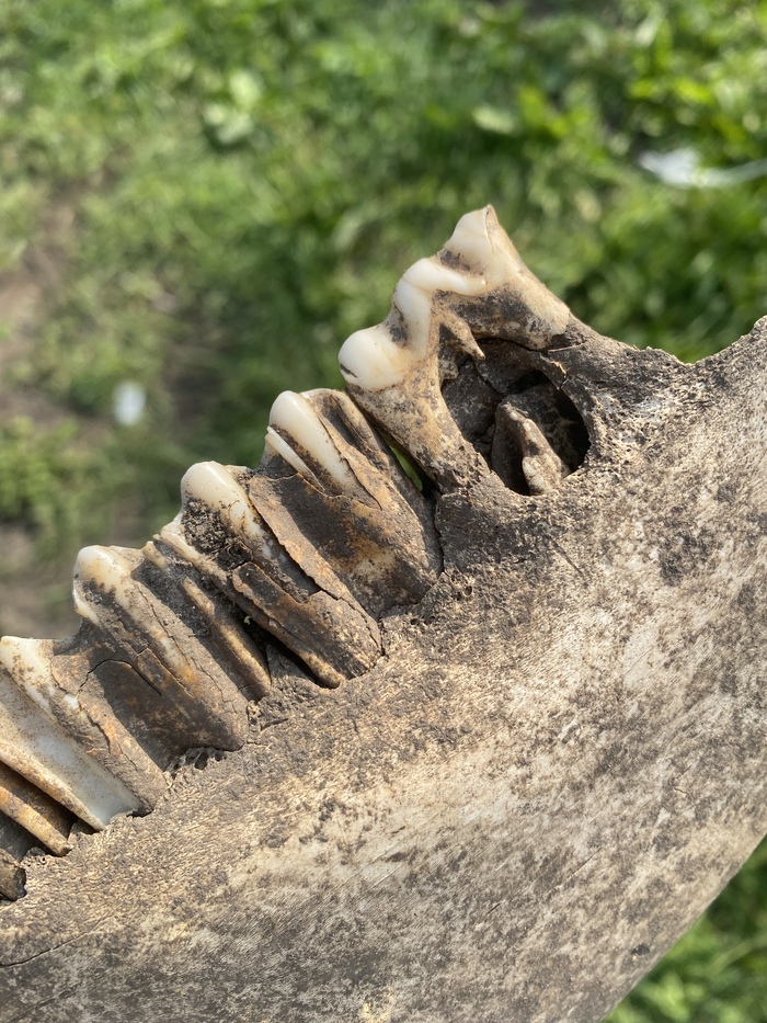 Они же поближе.