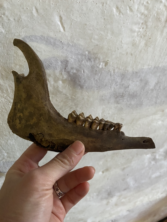 Чья-то челюсть. Говорят - козы.