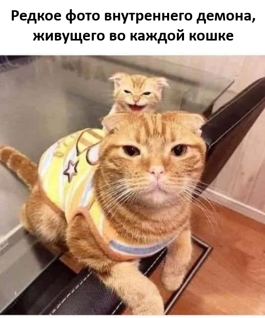   ,   , ,  , Telegram ()