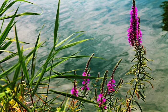 ��������� ���������.