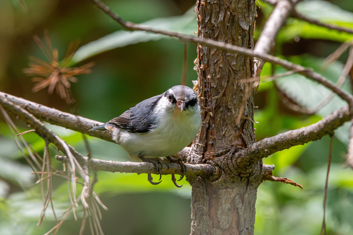 Поползень, когда увидел гнездо перелётной ондатры уже в третий раз за год