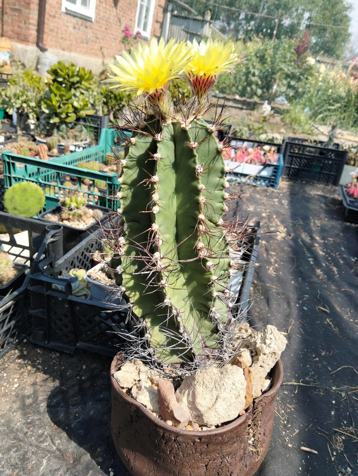   Astrophytum capricorne ,  , , , ,  , , ,  , 