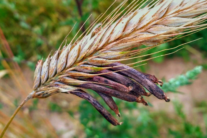 Это создание породило охоту на ведьм, и способствовало образованию Франции и Германии Биология, Дикая природа, Грибы, Спорынья, Длиннопост