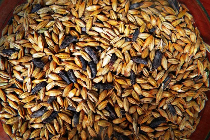 Это создание породило охоту на ведьм, и способствовало образованию Франции и Германии Биология, Дикая природа, Грибы, Спорынья, Длиннопост