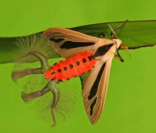 Арктиновая моль: монстр из ваших ночных кошмаров Познавательно, Факты, В мире животных, Удивление, Научпоп, Природа, Насекомые, Австралия, Ужас, Ужасы, Животные, Членистоногие, Длиннопост Арктиновая моль: монстр из ваших ночных кошмаров Познавательно, Факты, В мире животных, Удивление, Научпоп, Природа, Насекомые, Австралия, Ужас, Ужасы, Животные, Членистоногие, Длиннопост