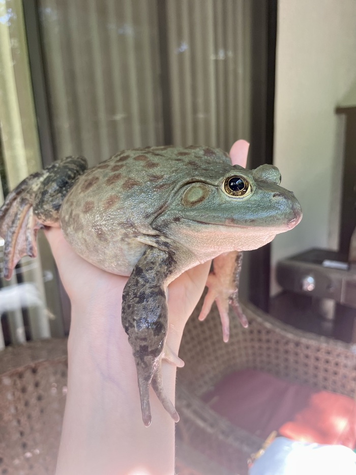 ,   ?  , , , It Is Wednesday My Dudes, ,  ,  , 