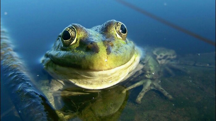   , ... It Is Wednesday My Dudes, , 