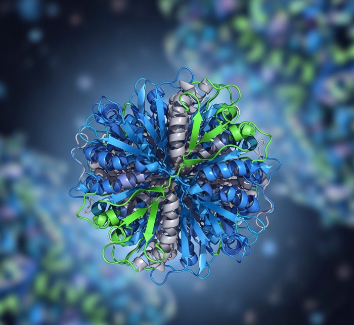 Визуализация белка мидкин (MDK)