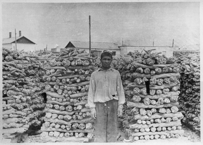 Заготовка «туркестанского мыльного корня», Узбекистан, 1959 г. Коллекция негативов и фотографий Ботанического музея БИН РАН.