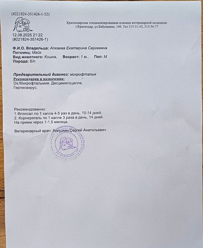 Заключение врача. Хотела назвать его Майк, но в итоге он Слепыш)