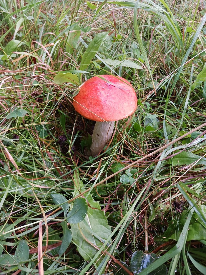   , , ,  , 