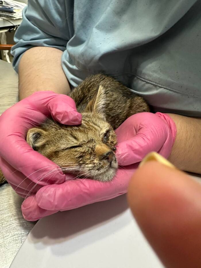 Таким вот подобрали Смайла с детской площадки, выманив голодного котёнка из-под карусели на пауч