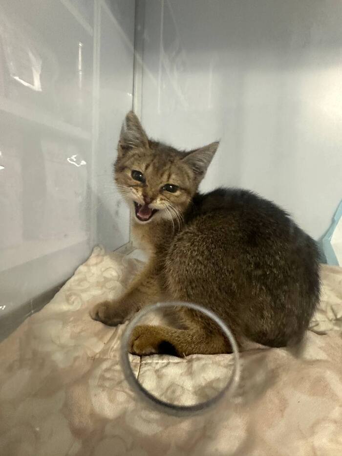 Смайл теперь бодр и красив как боженька